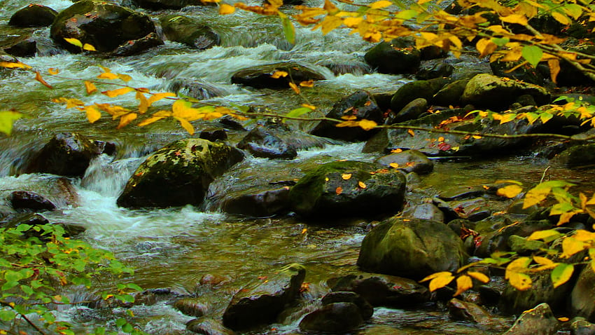 Steram di acqua di fiume su pietre ricoperte di alghe foglie gialle verdi rami di piante natura Sfondo HD
