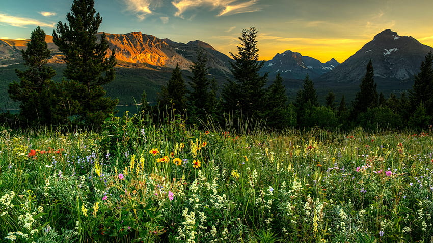 Field of Wildflowers in the mountains, spring, sunset, blossoms, colors, flowers, sky HD wallpaper