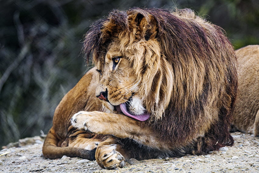 Animals, Lion, Predator, Big Cat, Protruding Tongue, Tongue Stuck Out HD wallpaper