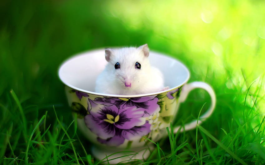 Animals, Grass, Cup, Rodent, Hamster HD wallpaper