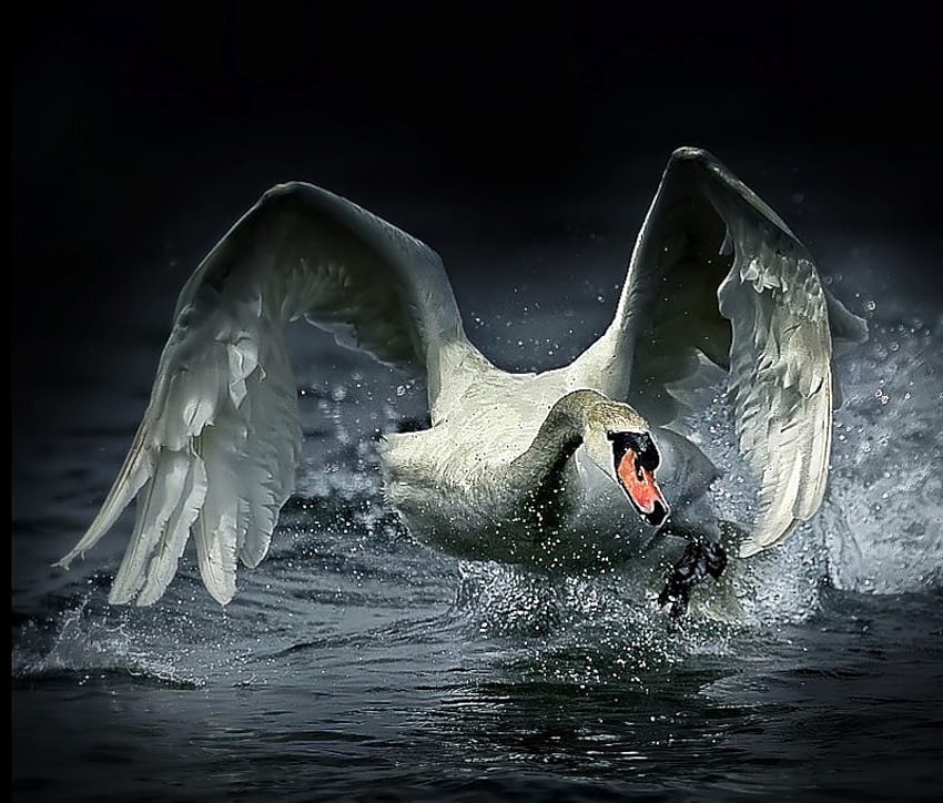 Ready for Take Off, white, action, grey, bird, swan, water, droplets HD wallpaper