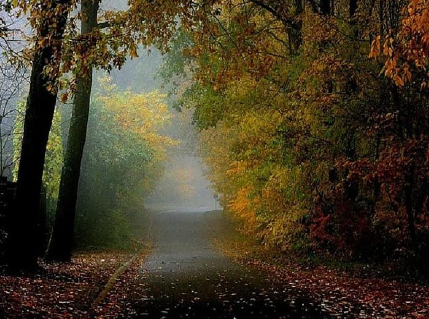 Early Autumn Morning, leaves, que, morning mist, trees, autumn, road ...