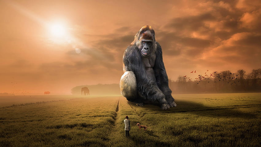 Gorilla-Traum, cooler Gorilla HD-Hintergrundbild