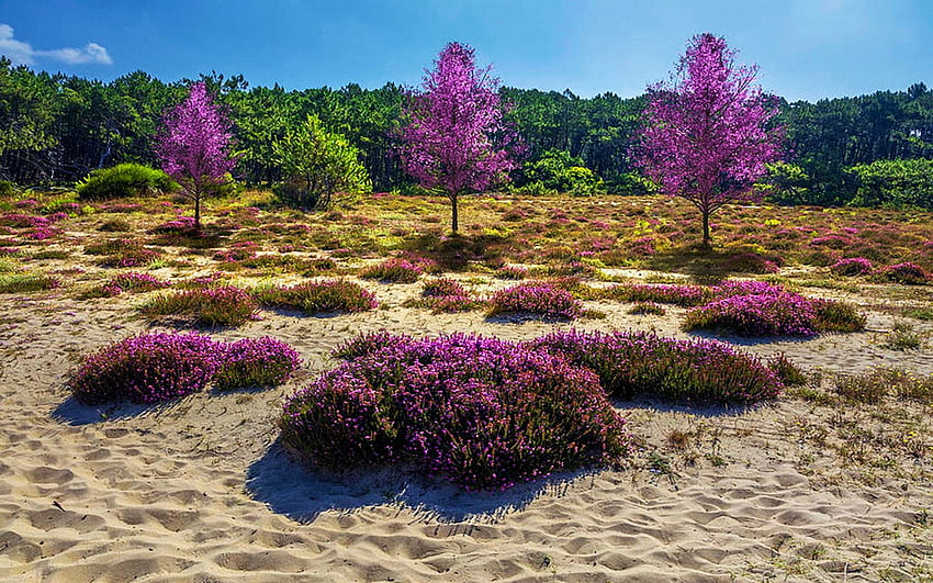 Wilde Heide in den Dünen, Südfrankreich, Pflanzen, Blüten, Farben, Landschaft, Bäume, Himmel HD-Hintergrundbild