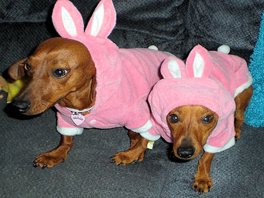 Mommies Little Easter Angels, dogs, easter pet clothes, bunny clothes, doxies HD wallpaper