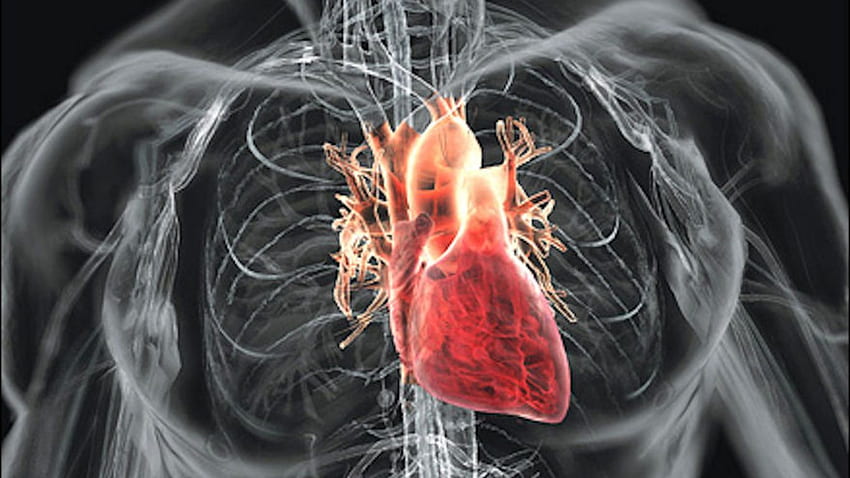 Human Heart, Cardiac HD wallpaper