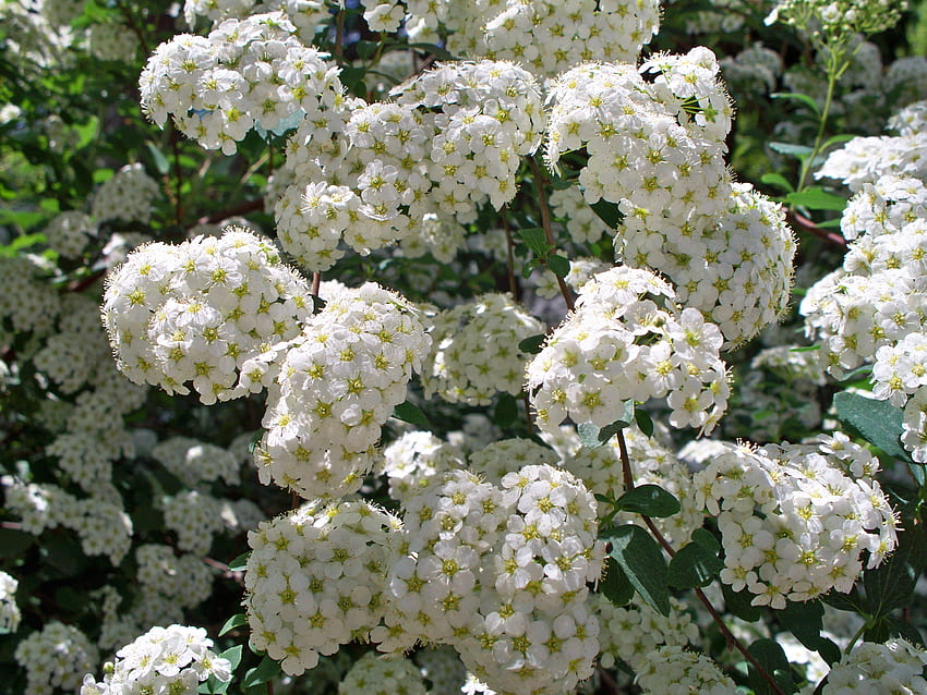 flowering shrub, white flowering shrubs, bridal bush HD wallpaper