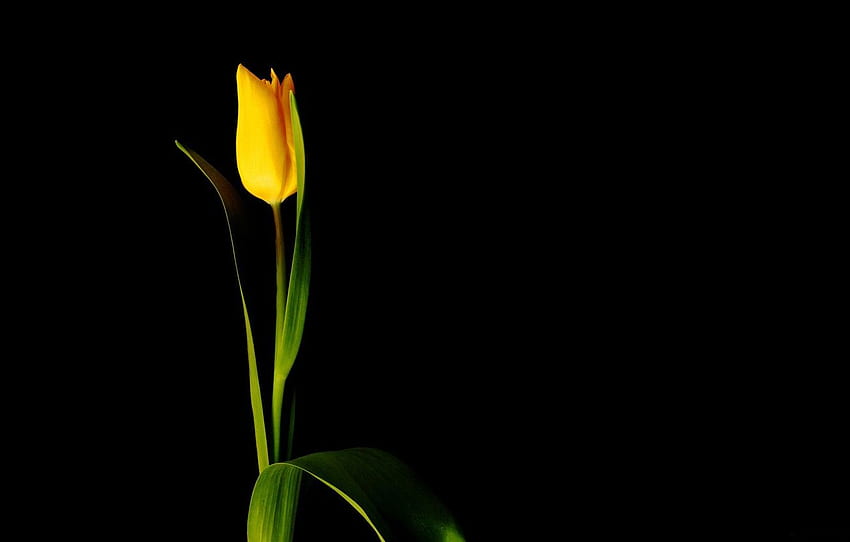 flower, minimalism, black background, yellow Tulip for , section цветы, Dark Tulip HD wallpaper