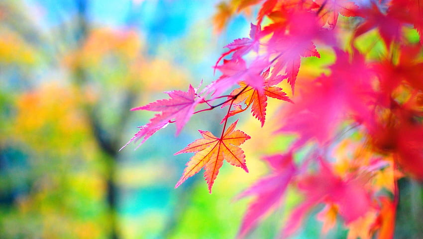 Luminoso d'autunno, colorato, graphy, attrazioni nei sogni, vista panoramica, amore quattro stagioni, foglie, alberi, autunno, natura, stagione autunnale Sfondo HD