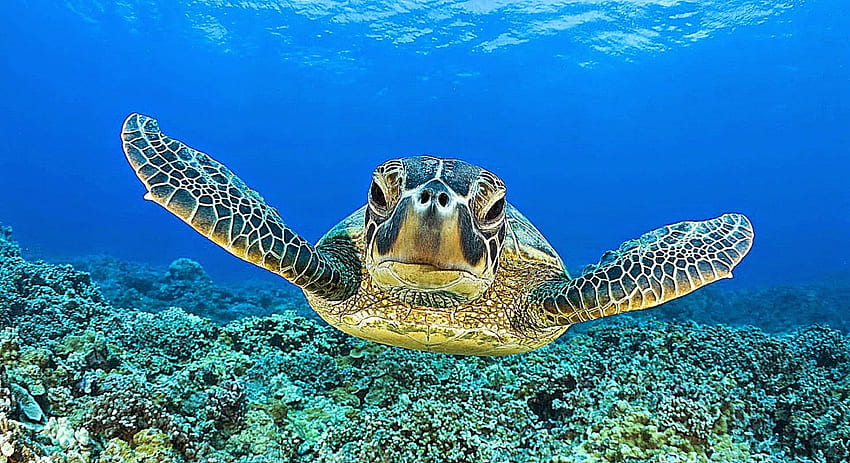 Turtle Swimming Underwater Animal Turtles - Sea Turtle - & Background , Beach Turtle HD wallpaper