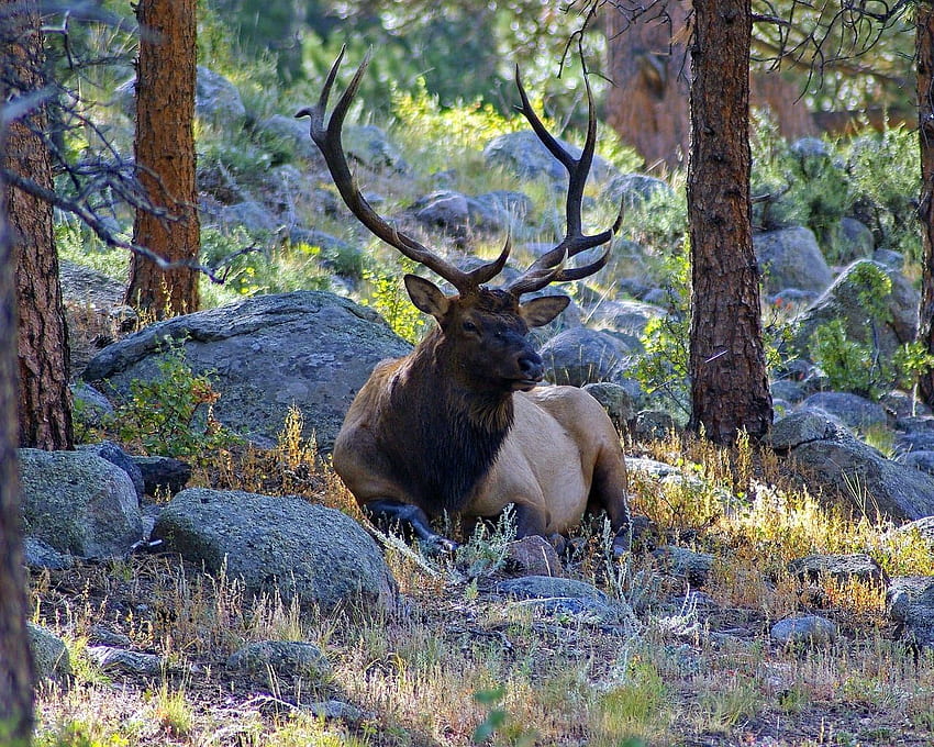 The Wildlife of Rocky Mountain National Park, Rocky Mountain Elk HD wallpaper