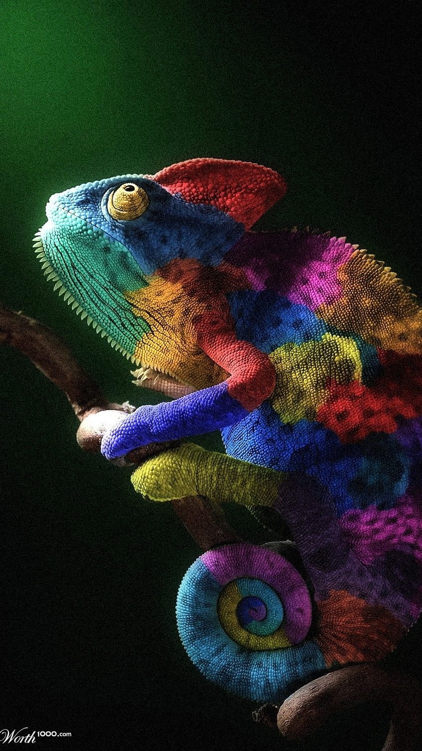 Chameleon, Colorful HD phone wallpaper