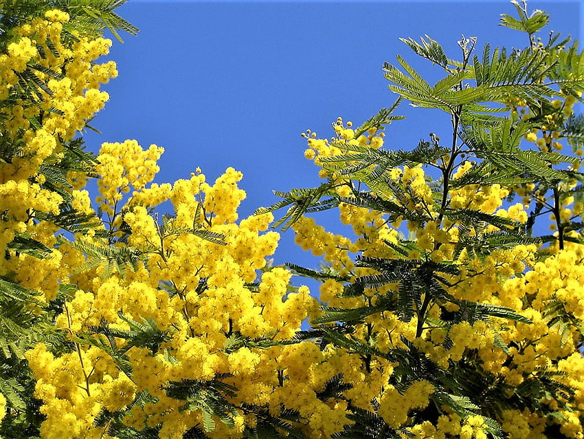 Mimoza, niebo, kolor żółty, kwiat Tapeta HD