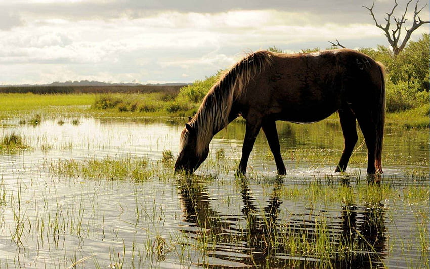 caballo pastando hierba en un pantano, pantano, hierba, caballo, pastando fondo de pantalla
