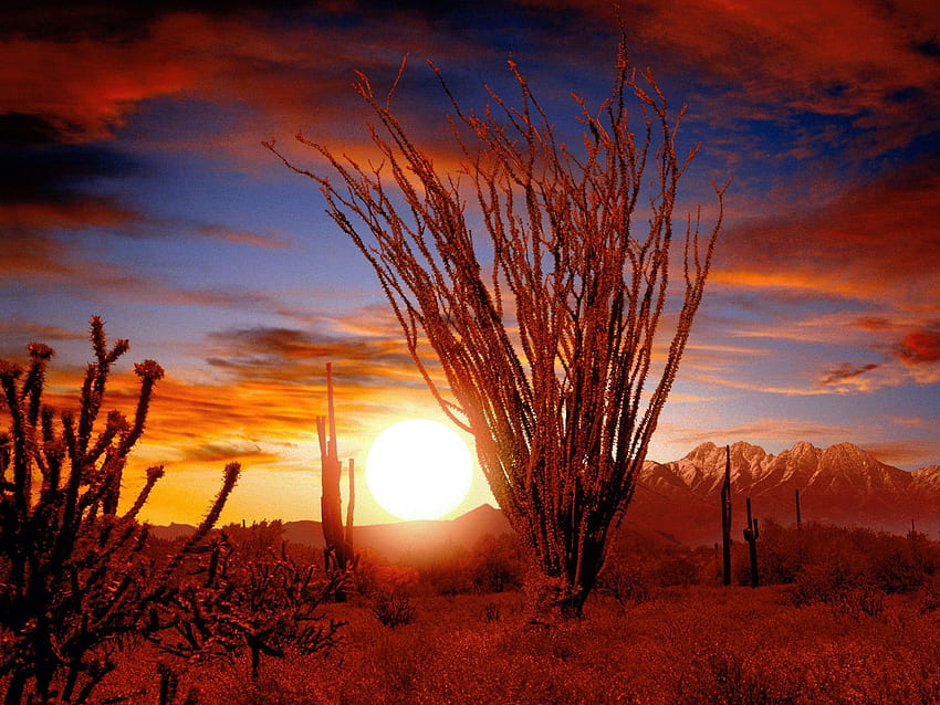 Ocotillo, Sonora Desert, Arizona - - I 171606, South West Desert HD wallpaper