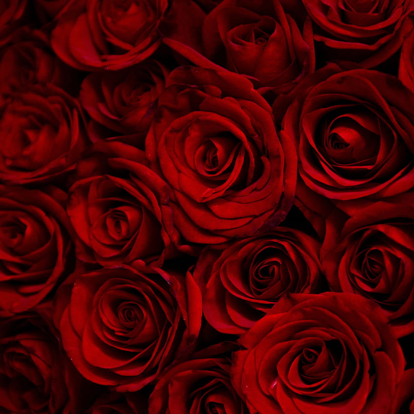 dark, red roses, decorative, ipad pro retina, , background, 9700, Deep Red HD phone wallpaper