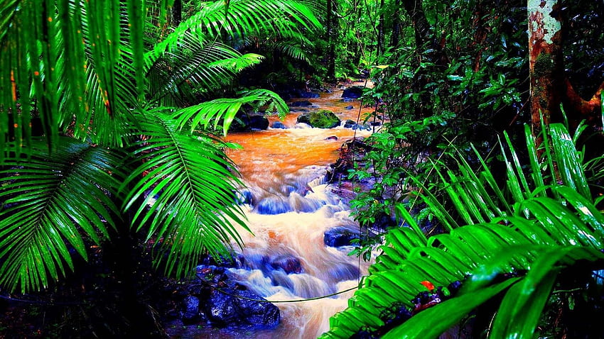 Tropikal Yağmur Ormanı, 3D Tropikal Yağmur Ormanı HD duvar kağıdı