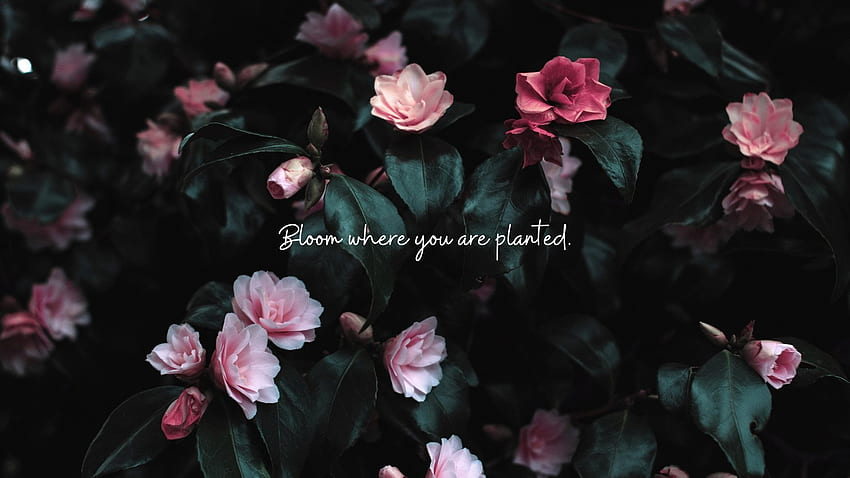 dan templat bunga yang dapat disesuaikan, Bloom Where You Are Planted Wallpaper HD