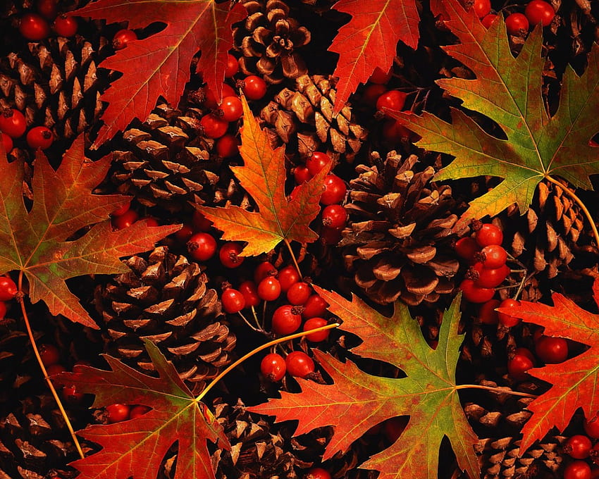 Colori autunnali, pigne, foglie, bacche, autunno Sfondo HD