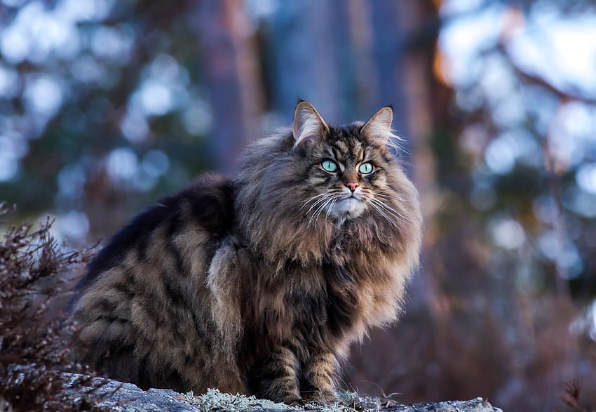 Siberian-Cat, kitten, Cat, Siberian, Animal HD wallpaper