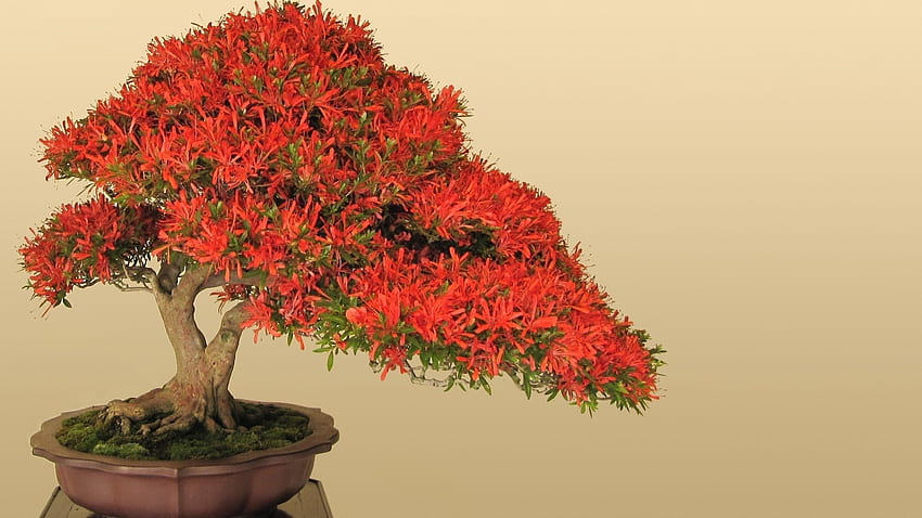 Bonsai, plant, oriental, pot, tree HD wallpaper