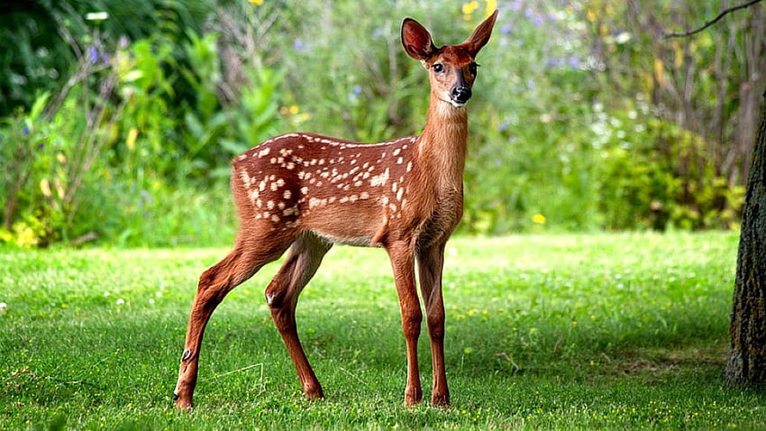 Animals Roe deer HD wallpaper