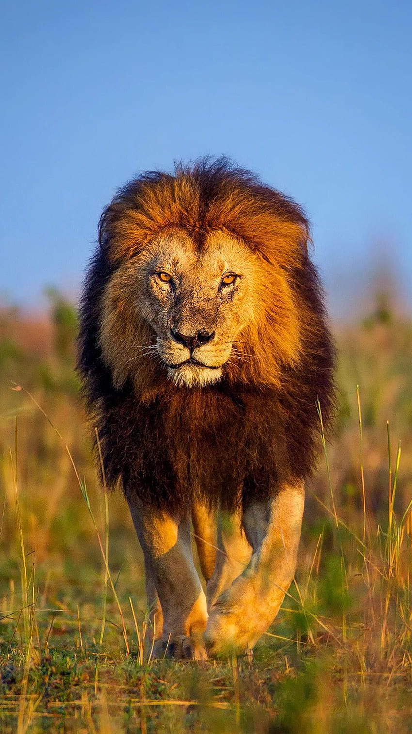 Leone che cammina, grande leone Sfondo del telefono HD