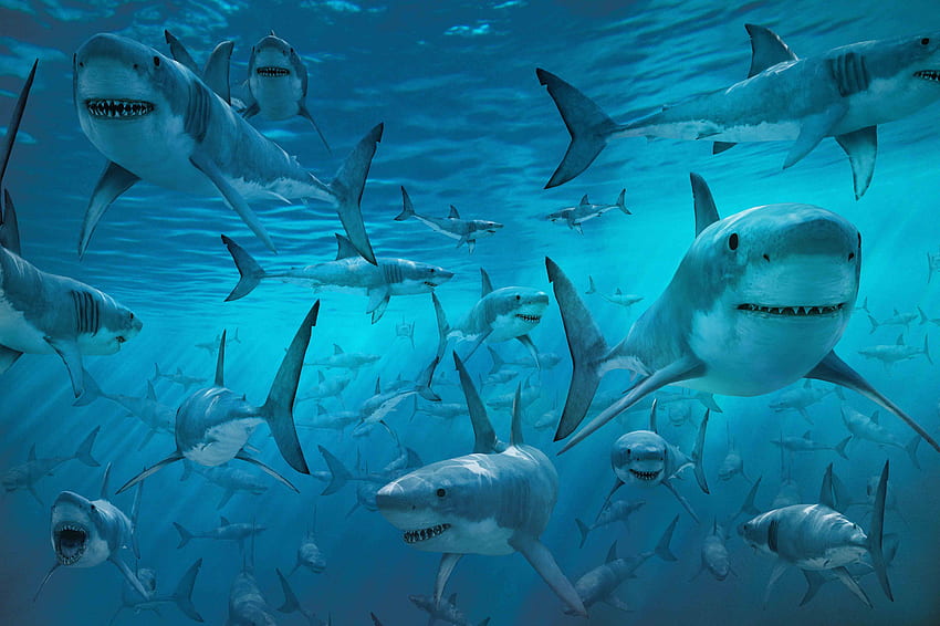 Shark Sharks Hd Wallpaper Pxfuel