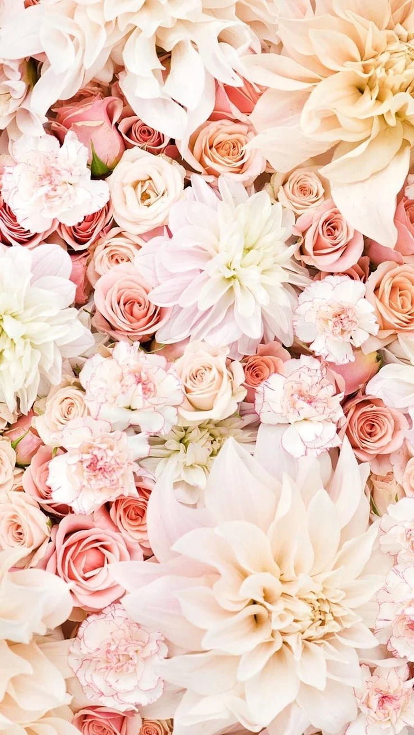Die Besten Süße er fürs Handy. Beliebte blumen, Blumen , Blumen hintergrund iphone HD-Handy-Hintergrundbild