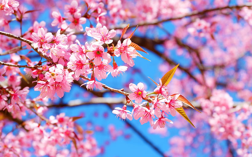 Spring, blue, pink, cherry, sakura, flower, primavara, bloom HD wallpaper