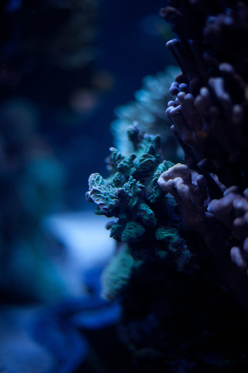 Coral, Macro, Ocean, Underwater World, Seaweed, Algae HD phone wallpaper