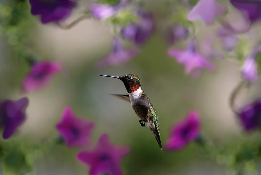 Tiere, Kolibris, Vogel, Flügel, Welle, Sweep HD-Hintergrundbild