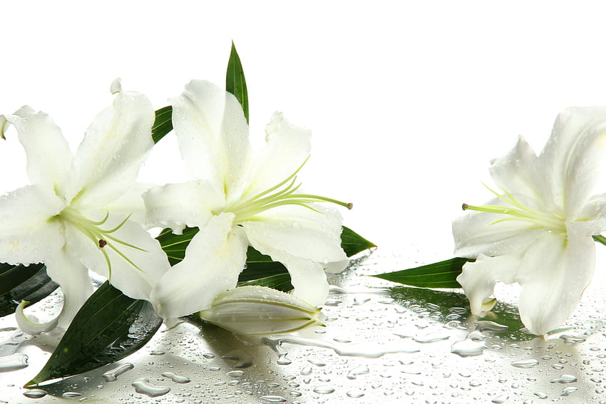 White lilies, Droplet, Flowers, Leaves, Buds, Lilies HD wallpaper | Pxfuel