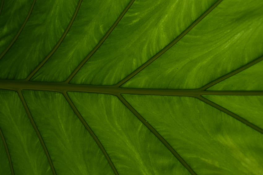 녹색 잎, 정맥, 클로즈업 HD 월페이퍼