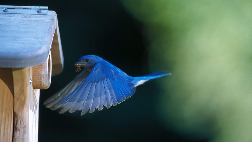 Dinner time, blue, animal, bird, graphy, pretty, nature, beauty HD ...
