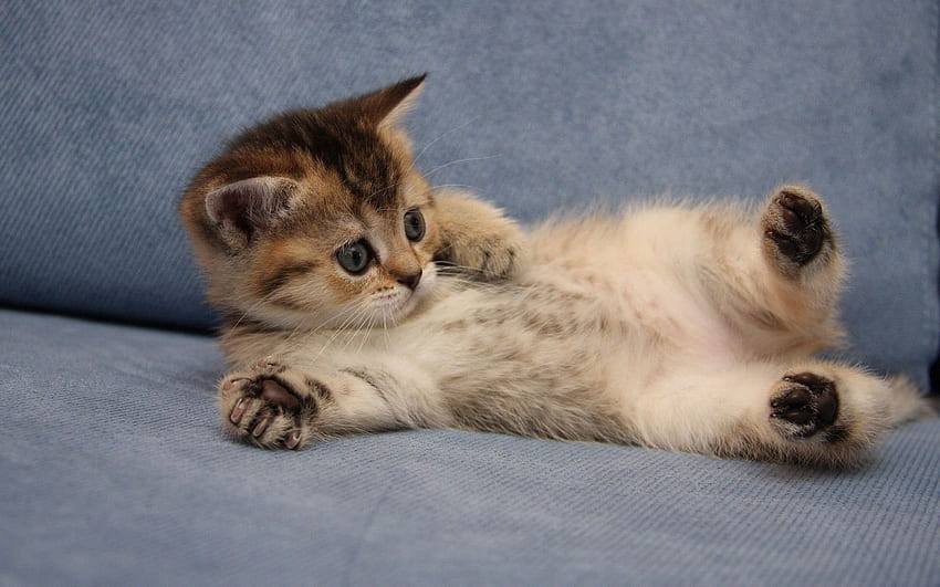 สัตว์ คิตตี้ ลูกแมว นอนลง โกหก ดี ที่รัก วอลล์เปเปอร์ HD