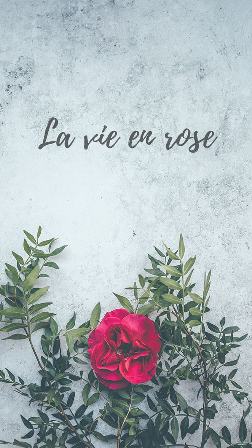 Floral iPhone Untuk Menikmati Perasaan Musim Panas Itu. Rapi, La Vie En Rose wallpaper ponsel HD