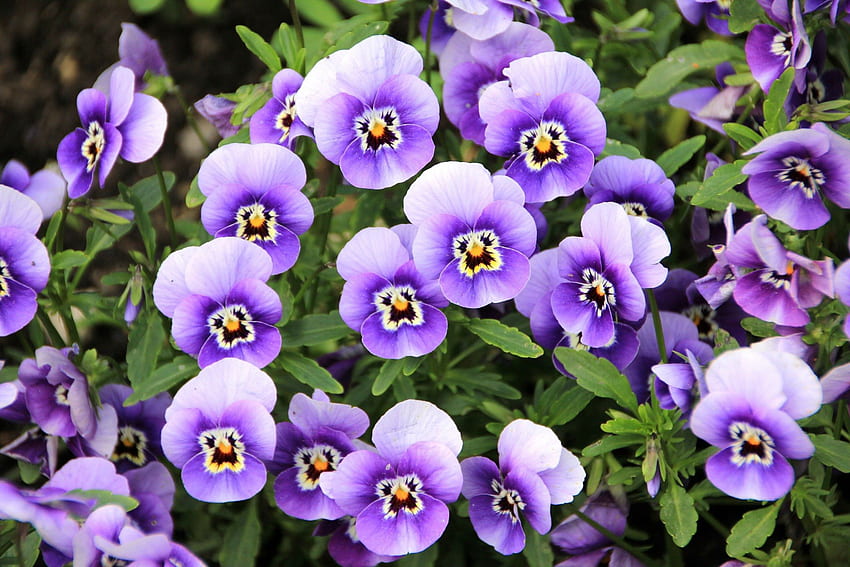 Purple Pansies!、紫、パンジー、自然、花 高画質の壁紙