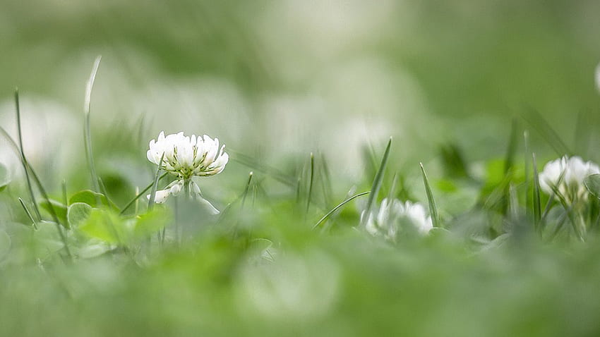 Clover in the Grass, clover, grass, spring, Firefox Persona theme, summr, lawn, green, fragrant, blossom HD wallpaper