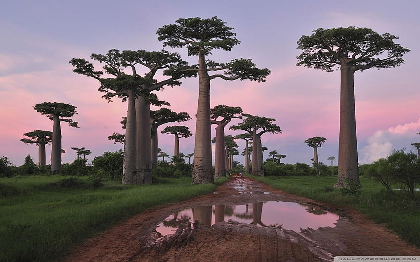 Grandidier's Baobab Forest Morondava Madagascar ❤, Madagascar Landscape HD wallpaper