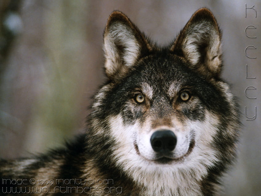 UWAGA, natura, wilki, szare wilki, czujność wilków Tapeta HD