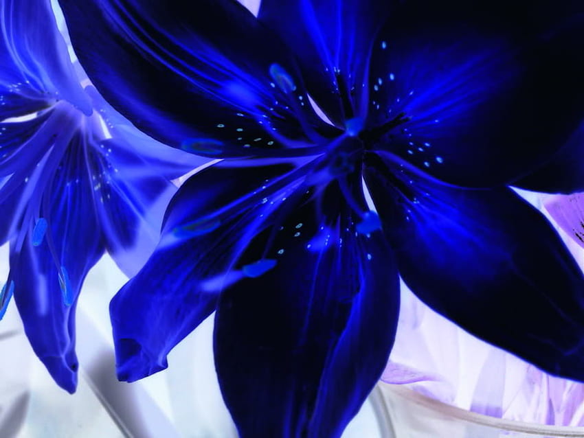 blue lillies. jpg, bloom, smell, lillies HD wallpaper