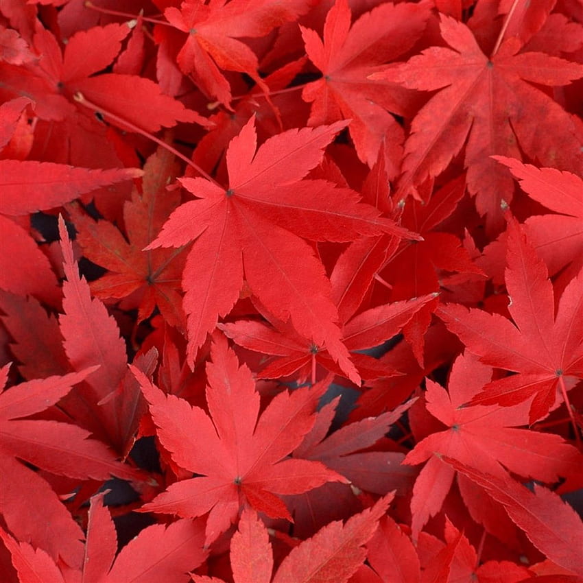 Pure Autumn Red Maple Leaves Overlap iPad Air HD phone wallpaper