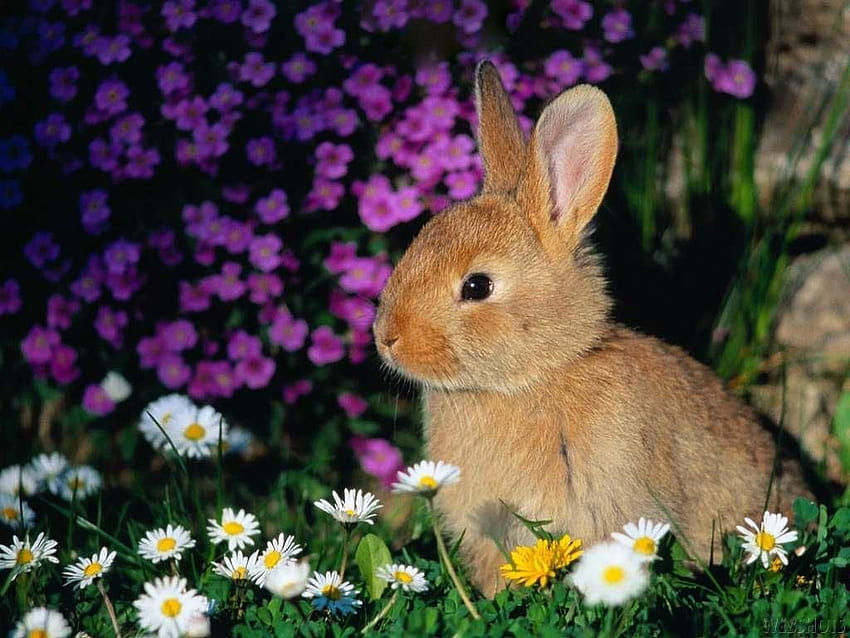 Cute Rabbit  Other  Animals Background Wallpapers on Desktop Nexus  Image 927440