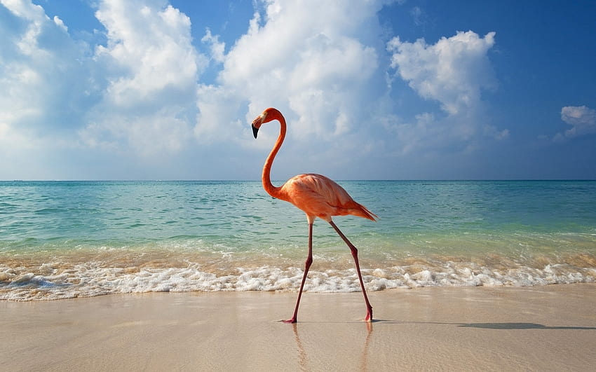 Tiere, Vögel, Flamingo HD-Hintergrundbild