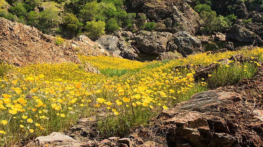 Poppies on the Stanislaus River, California, wildflowers, blossoms, trees, usa, stones HD wallpaper