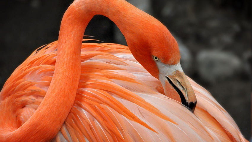 Schön und von exotischen Vögeln, die Sie sollten, rosa Liebesvögel HD-Hintergrundbild