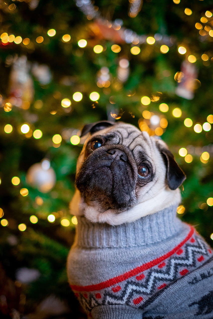 Animals, New Year, Dog, Nice, Sweetheart, Christmas Tree, Pug HD phone wallpaper