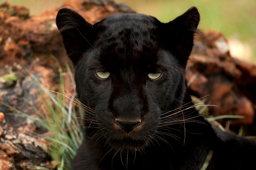 สัตว์ ปากกระบอกปืน นักล่า แมวตัวใหญ่ สายตา ความคิดเห็น เสือดำ วอลล์เปเปอร์ HD