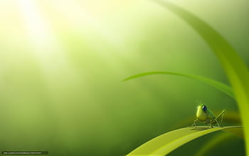 Grasshopper green HD wallpapers | Pxfuel